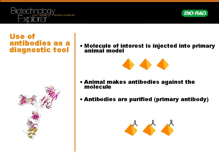 Use of antibodies as a diagnostic tool • Molecule of interest is injected into