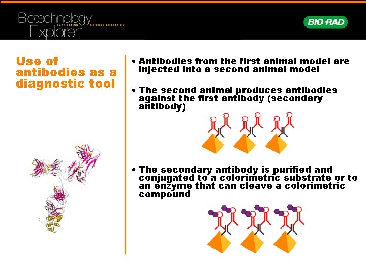 Use of antibodies as a diagnostic tool • Antibodies from the first animal model