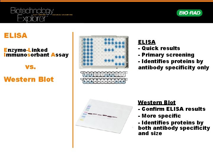 ELISA Enzyme-Linked Immunosorbant Assay vs. ELISA - Quick results - Primary screening - Identifies