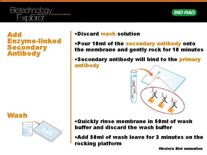 Add Enzyme-linked Secondary Antibody Wash • Discard wash solution • Pour 10 ml of