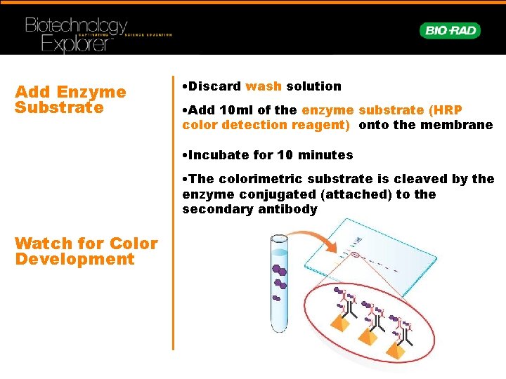 Add Enzyme Substrate • Discard wash solution • Add 10 ml of the enzyme