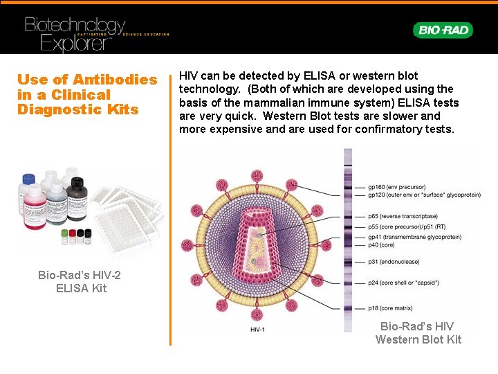 Use of Antibodies in a Clinical Diagnostic Kits HIV can be detected by ELISA