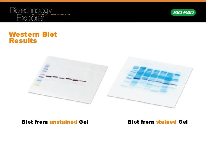 Western Blot Results Blot from unstained Gel Blot from stained Gel 