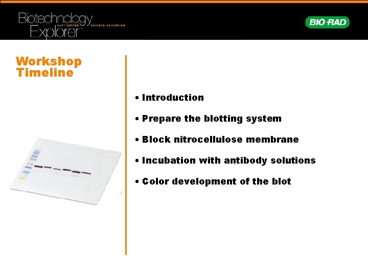 Workshop Timeline • Introduction • Prepare the blotting system • Block nitrocellulose membrane •