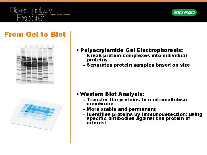 From Gel to Blot • Polyacrylamide Gel Electrophoresis: – Break protein complexes into individual