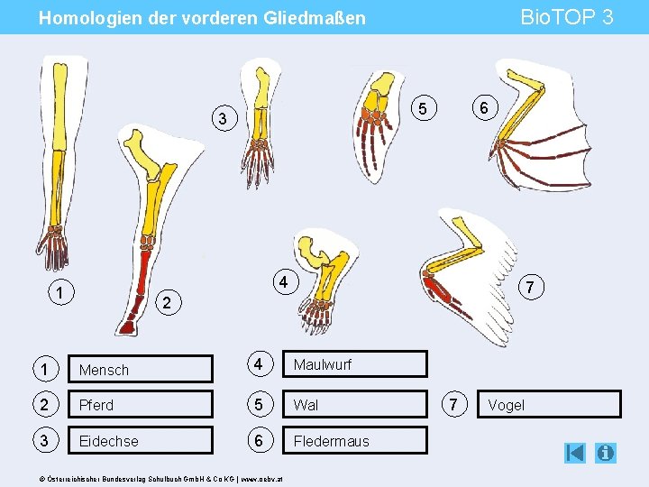 Bio. TOP 3 Homologien der vorderen Gliedmaßen 6 5 3 4 1 7 2