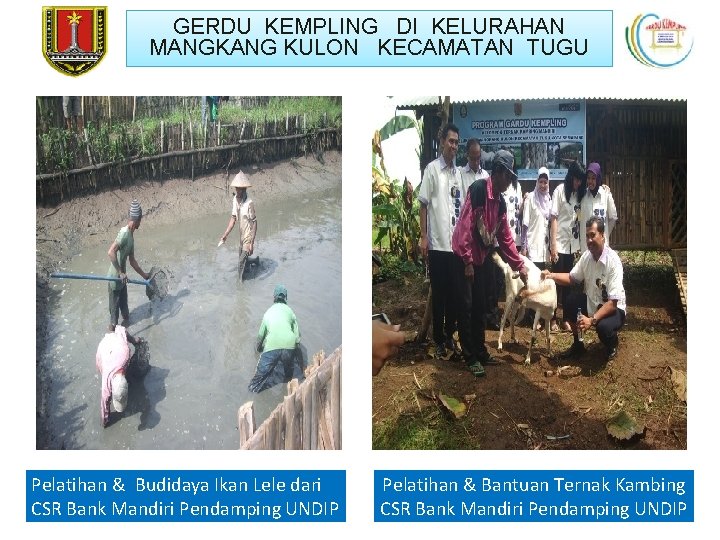 GERDU KEMPLING DI KELURAHAN MANGKANG KULON KECAMATAN TUGU Pelatihan & Budidaya Ikan Lele dari