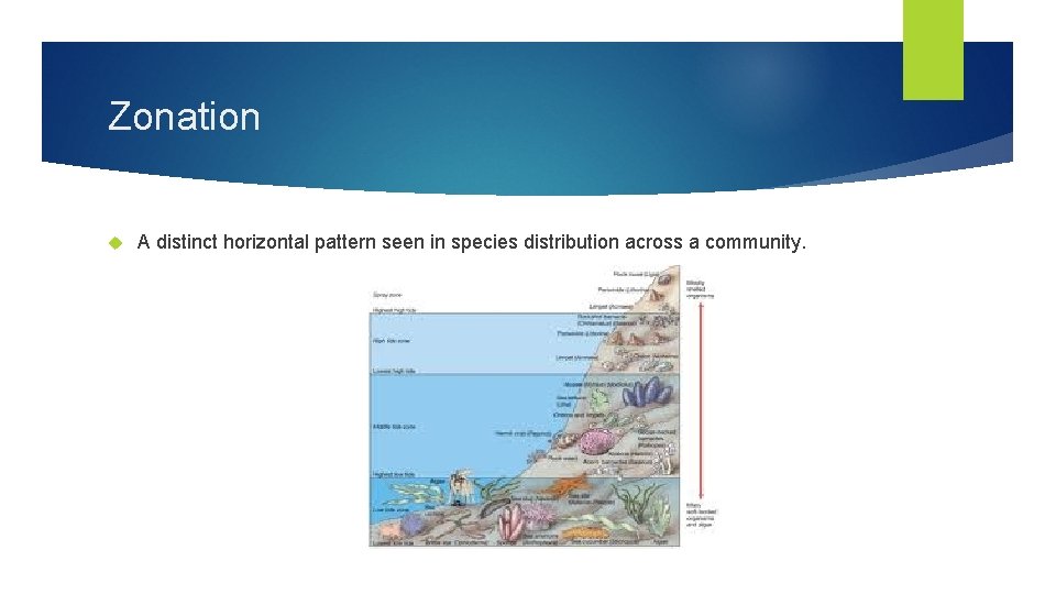 Zonation A distinct horizontal pattern seen in species distribution across a community. 