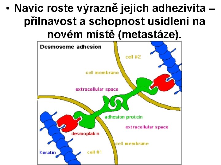  • Navíc roste výrazně jejich adhezivita – přilnavost a schopnost usídlení na novém