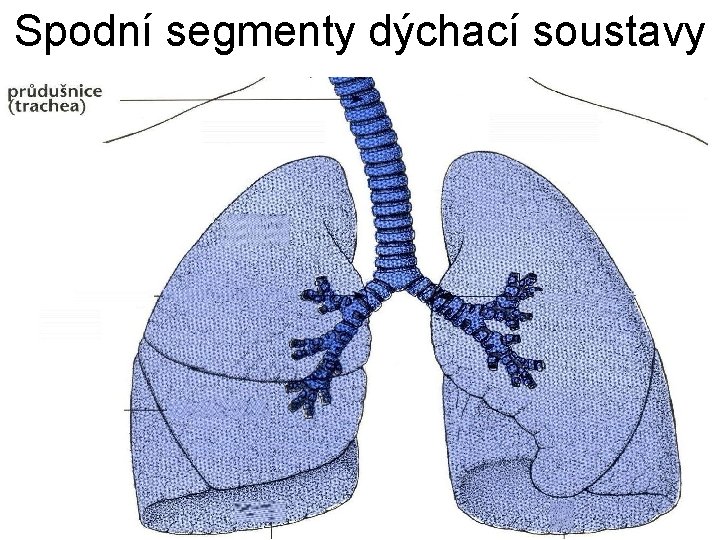 Spodní segmenty dýchací soustavy 