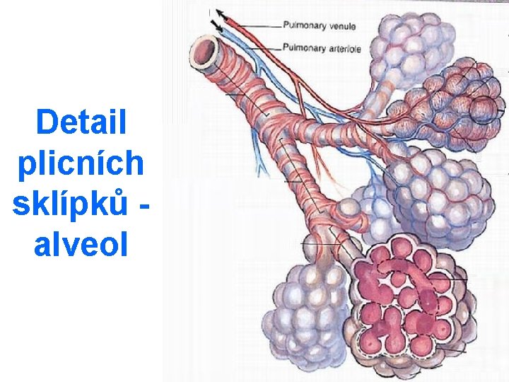 Detail plicních sklípků alveol 