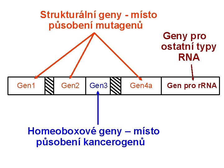 Strukturální geny - místo působení mutagenů Gen 1 Gen 2 Gen 3 Gen 4
