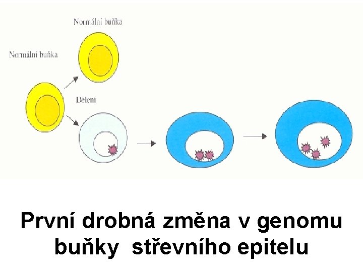 První drobná změna v genomu buňky střevního epitelu 