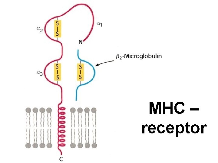 MHC – receptor 