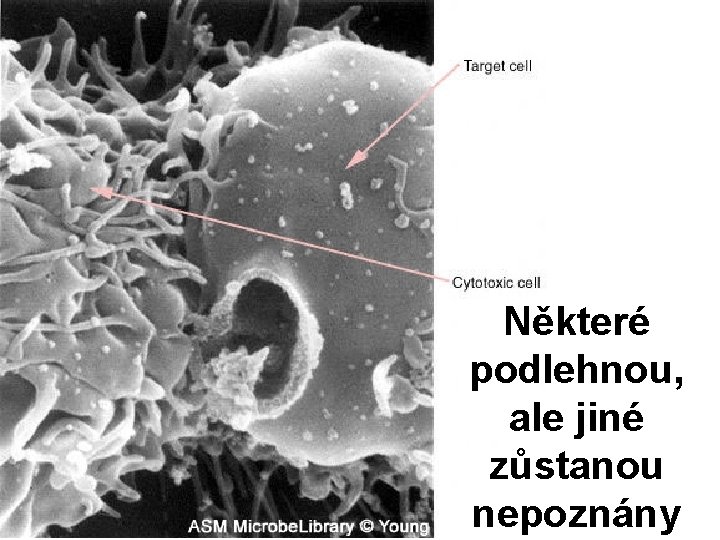 Některé podlehnou, ale jiné zůstanou nepoznány 