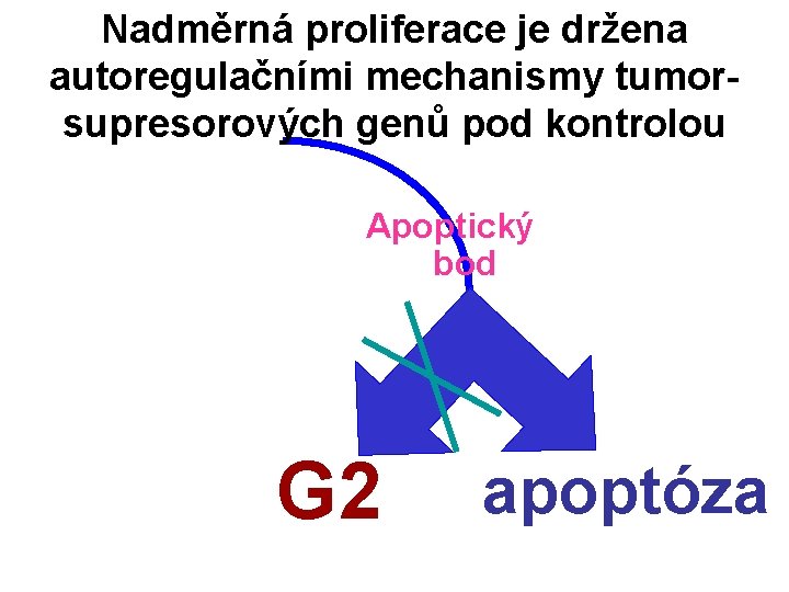 Nadměrná proliferace je držena autoregulačními mechanismy tumorsupresorových genů pod kontrolou Apoptický bod G 2