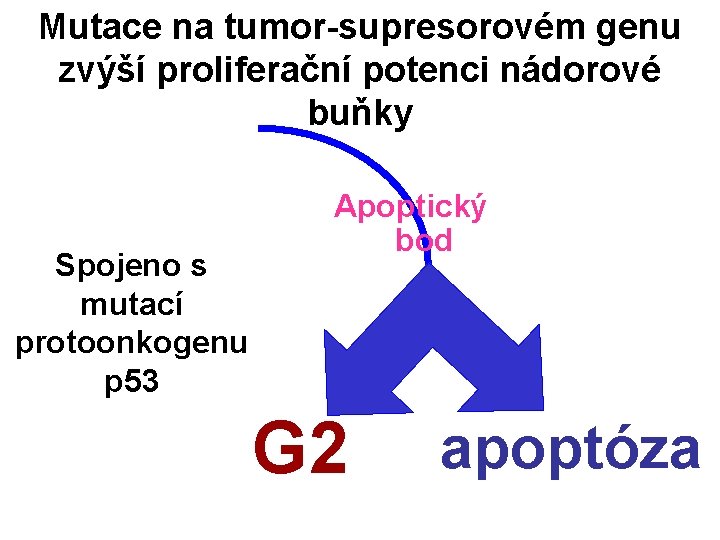 Mutace na tumor-supresorovém genu zvýší proliferační potenci nádorové buňky Spojeno s mutací protoonkogenu p