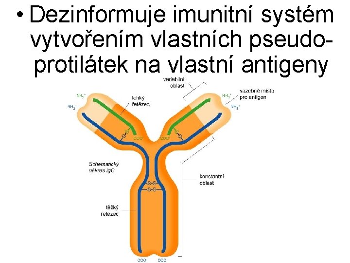  • Dezinformuje imunitní systém vytvořením vlastních pseudoprotilátek na vlastní antigeny 