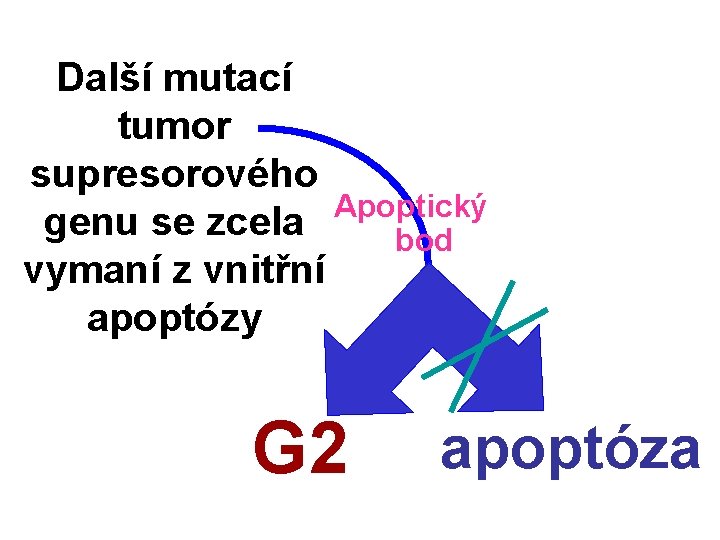 Další mutací tumor supresorového Apoptický genu se zcela bod vymaní z vnitřní apoptózy G