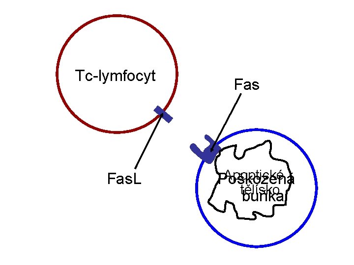 Tc-lymfocyt Fas. L Fas Apoptické Poškozená tělísko buňka 