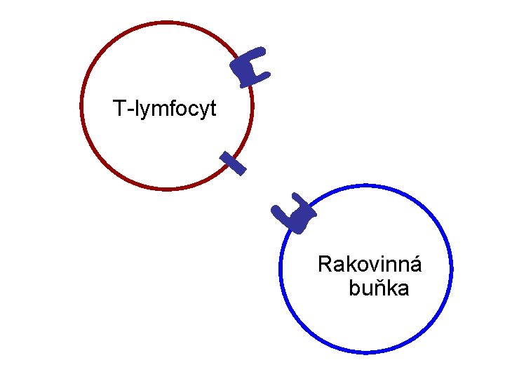 T-lymfocyt Rakovinná buňka 