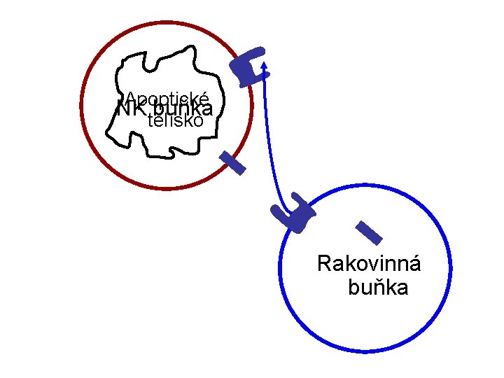 Apoptické NK tělísko buňka Rakovinná buňka 