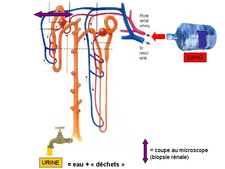 SANG URINE = coupe au microscope (biopsie rénale) = eau + « déchets » SANG URINE = coupe au microscope (biopsie rénale) = eau + « déchets »