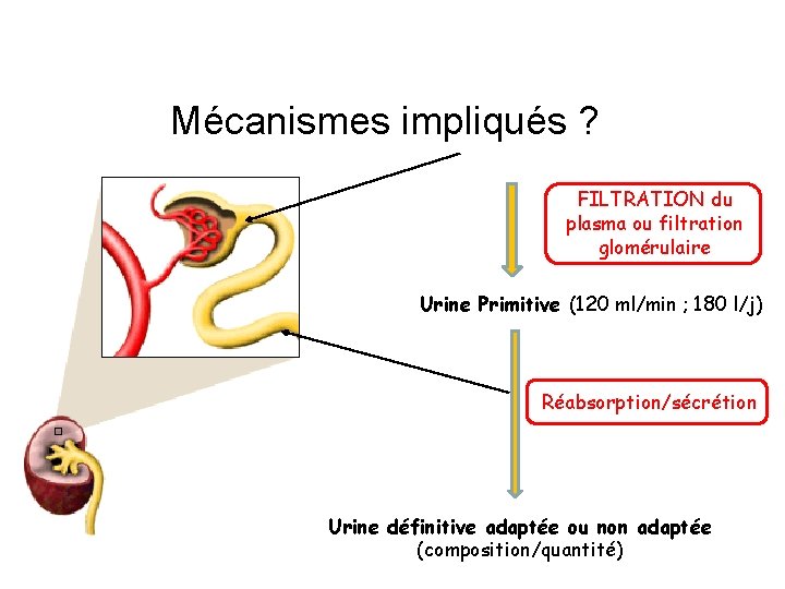 12 Mécanismes impliqués ? Sang (Plasma + protéines) FILTRATION du plasma ou filtration glomérulaire 12 Mécanismes impliqués ? Sang (Plasma + protéines) FILTRATION du plasma ou filtration glomérulaire