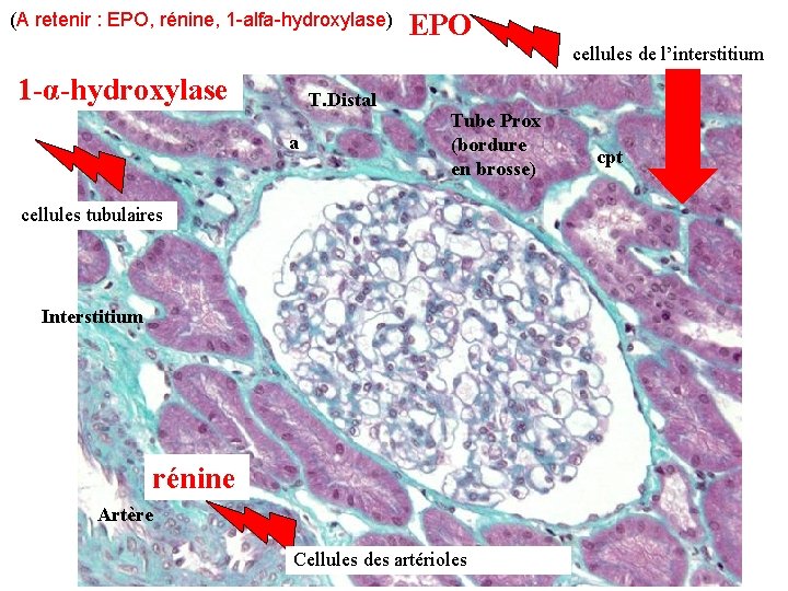(A retenir : EPO, rénine, 1 -alfa-hydroxylase) EPO cellules de l’interstitium 1 -α-hydroxylase T. (A retenir : EPO, rénine, 1 -alfa-hydroxylase) EPO cellules de l’interstitium 1 -α-hydroxylase T.