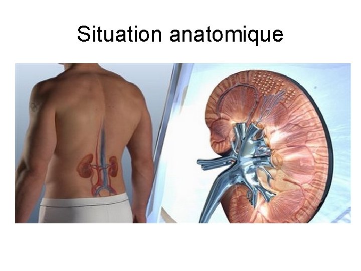 Situation anatomique Situation anatomique