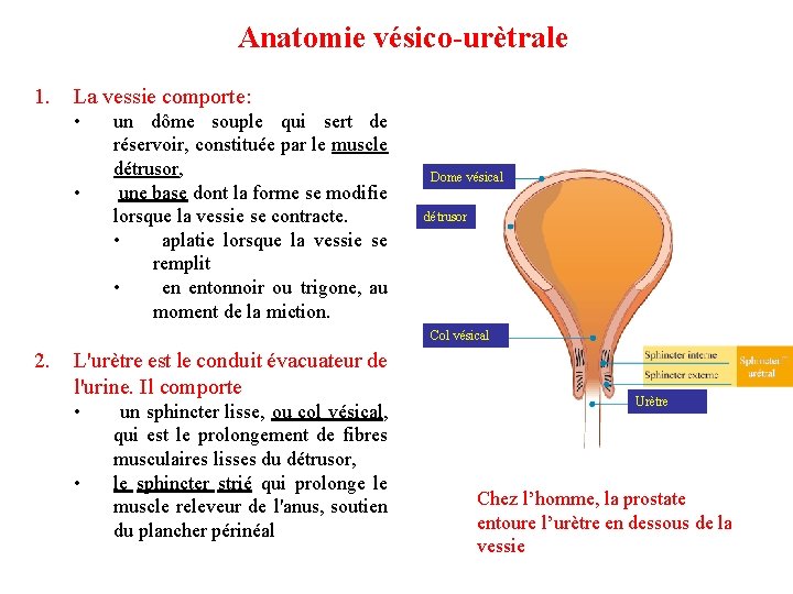 Anatomie vésico-urètrale 1. La vessie comporte: • • un dôme souple qui sert de Anatomie vésico-urètrale 1. La vessie comporte: • • un dôme souple qui sert de
