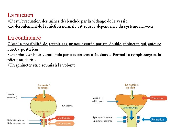 La miction • C’est l'évacuation des urines déclenchée par la vidange de la vessie. La miction • C’est l'évacuation des urines déclenchée par la vidange de la vessie.