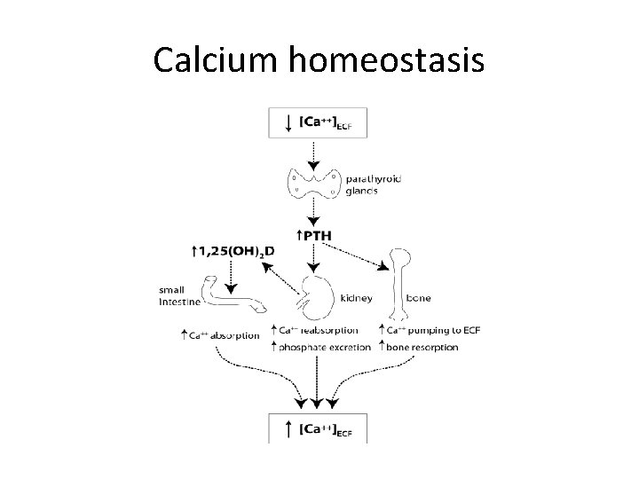 Calcium homeostasis 
