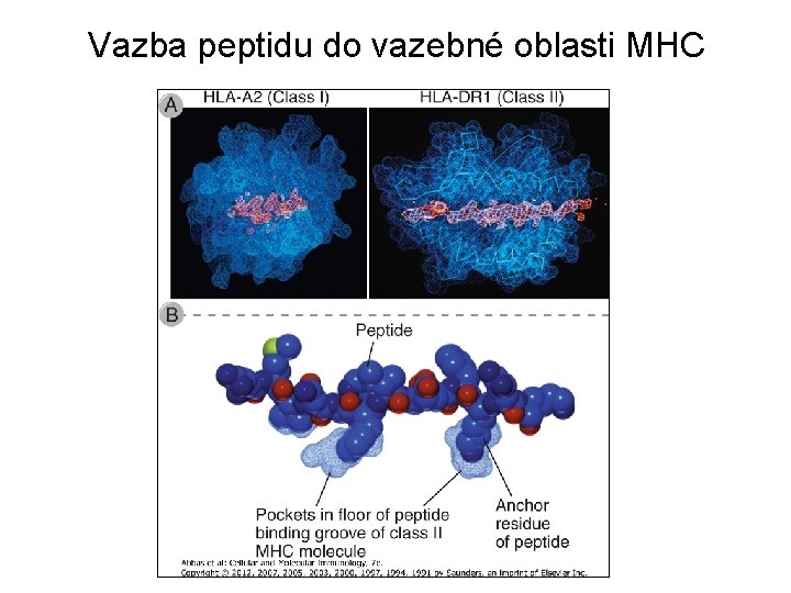Vazba peptidu do vazebné oblasti MHC 