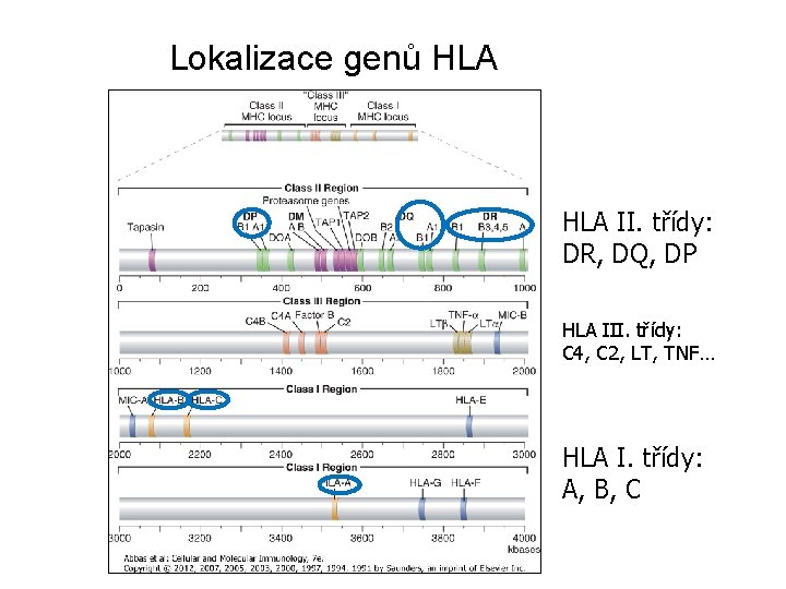 Lokalizace genů HLA II. třídy: DR, DQ, DP HLA III. třídy: C 4, C