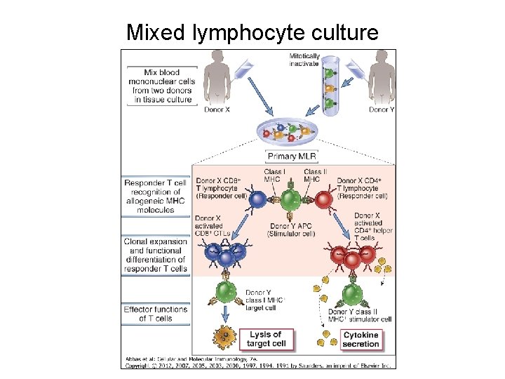 Mixed lymphocyte culture 