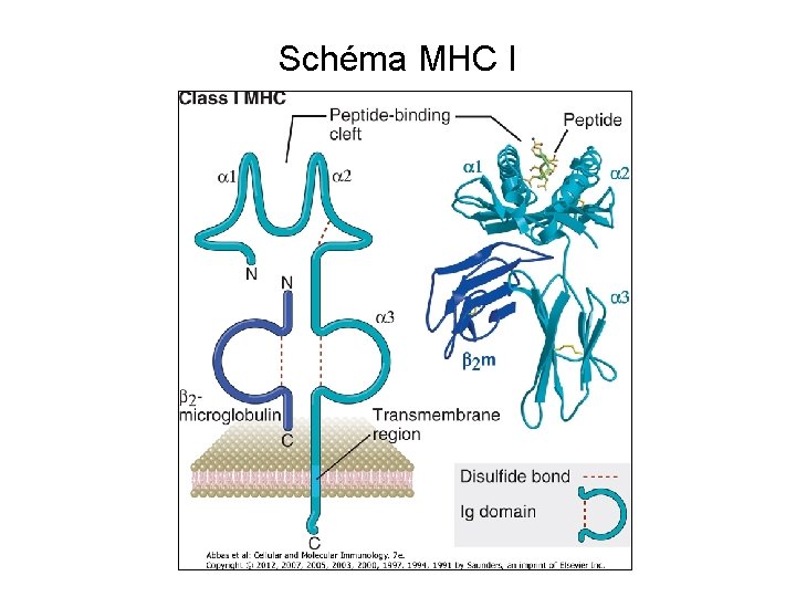 Schéma MHC I 