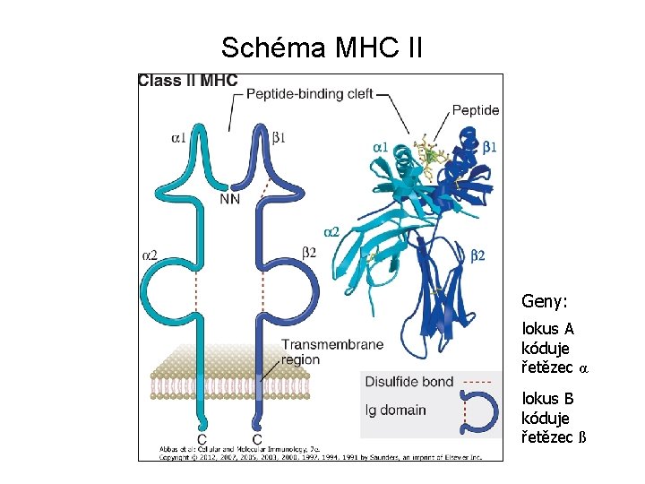 Schéma MHC II Geny: lokus A kóduje řetězec α lokus B kóduje řetězec ß