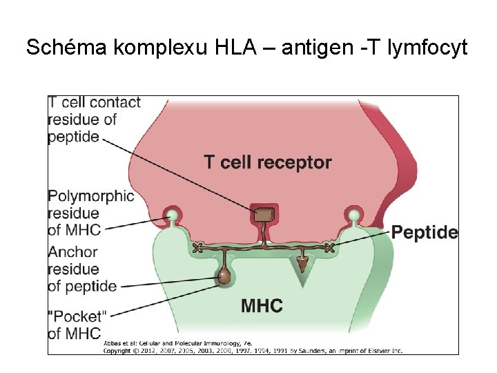 Schéma komplexu HLA – antigen -T lymfocyt 