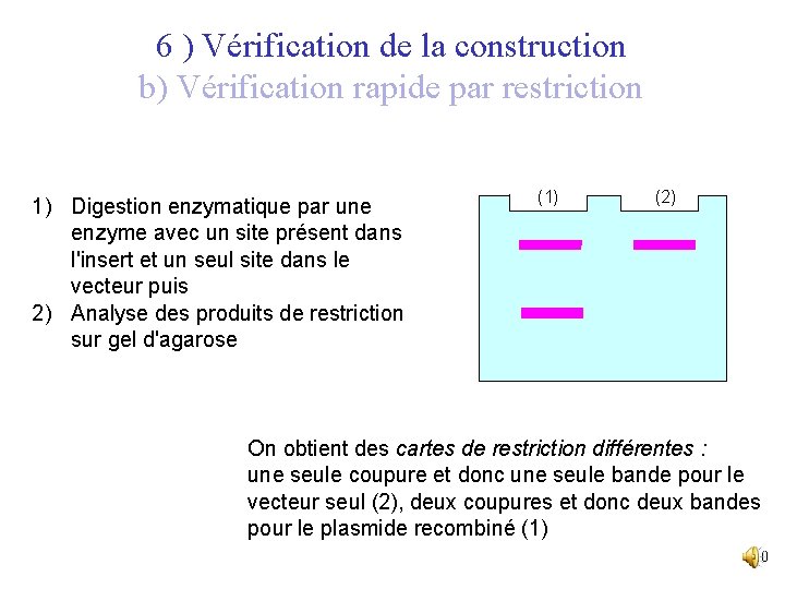 6 ) Vérification de la construction b) Vérification rapide par restriction 1) Digestion enzymatique