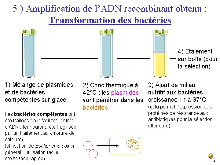 5 ) Amplification de l’ADN recombinant obtenu : Transformation des bactéries 4) Étalement sur