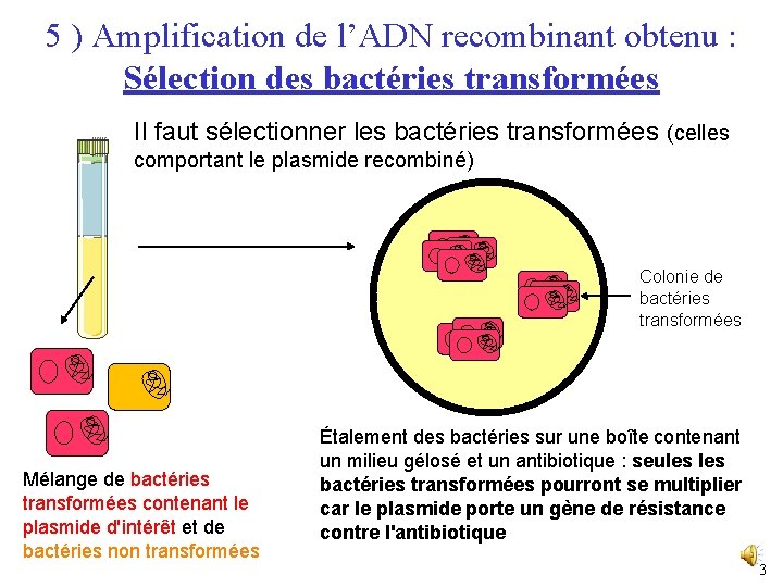 5 ) Amplification de l’ADN recombinant obtenu : Sélection des bactéries transformées Il faut