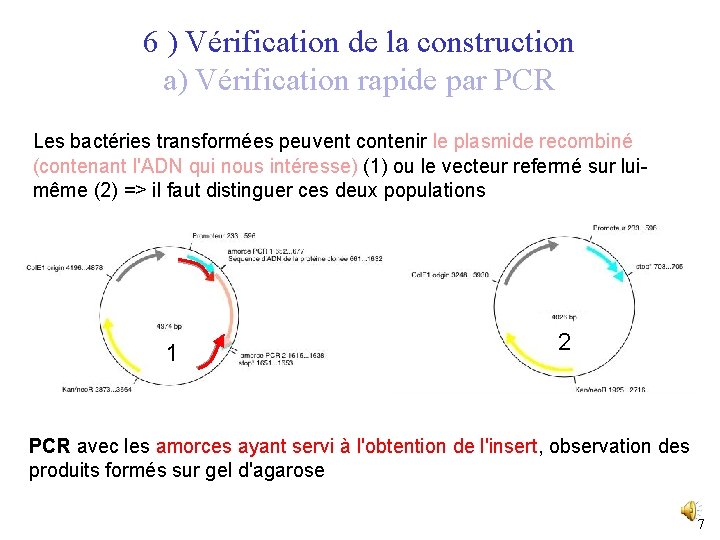 6 ) Vérification de la construction a) Vérification rapide par PCR Les bactéries transformées