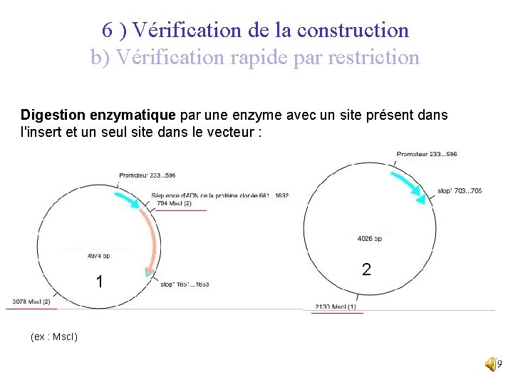 6 ) Vérification de la construction b) Vérification rapide par restriction Digestion enzymatique par