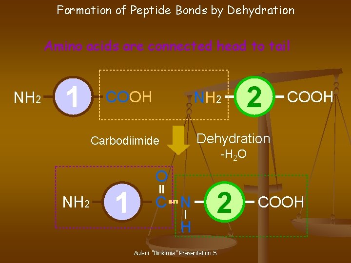 Formation of Peptide Bonds by Dehydration Amino acids are connected head to tail NH