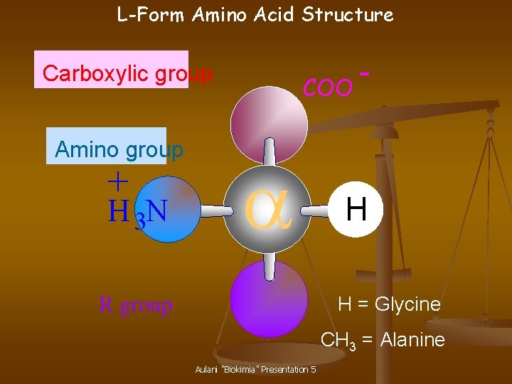 L-Form Amino Acid Structure COO Carboxylic group Amino group + H 3 N a