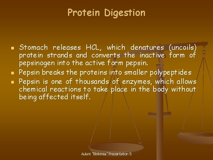 Protein Digestion n Stomach releases HCL, which denatures (uncoils) protein strands and converts the