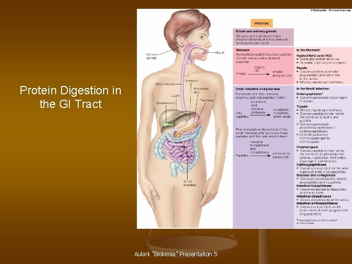 Protein Digestion in the GI Tract Aulani "Biokimia" Presentation 5 