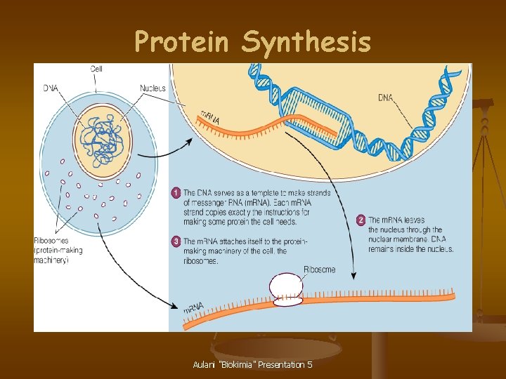 Protein Synthesis Aulani "Biokimia" Presentation 5 