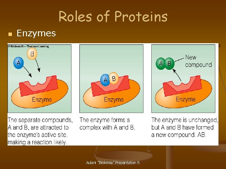 Roles of Proteins n Enzymes Aulani "Biokimia" Presentation 5 